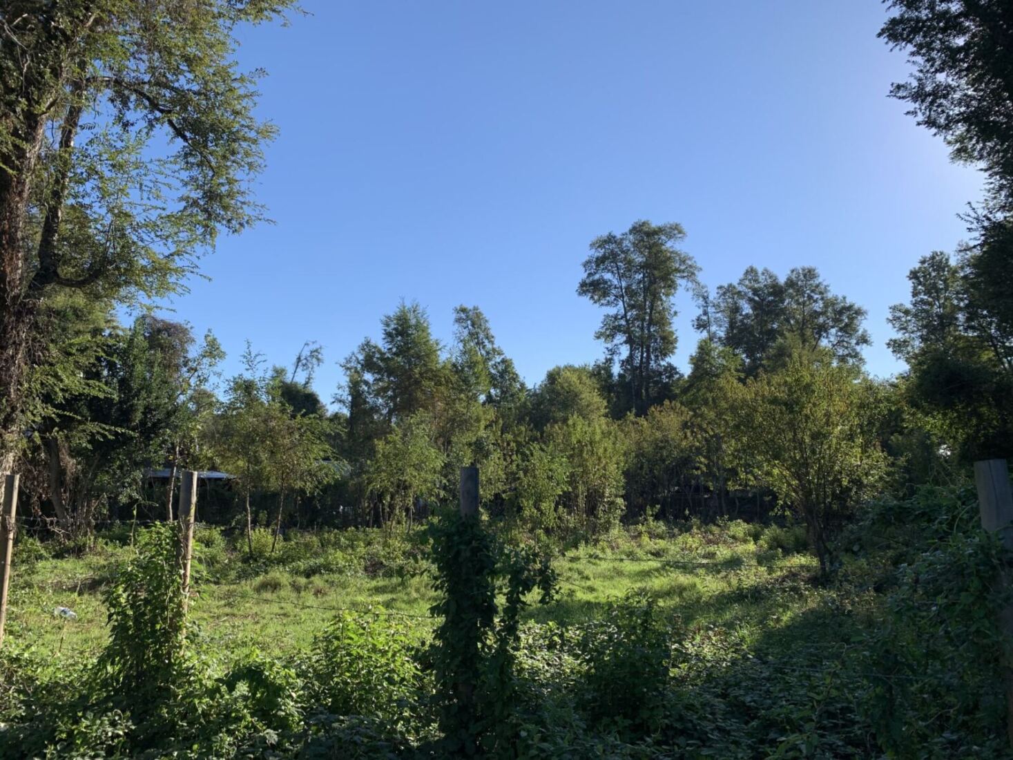 Terreno Pucón, excelente oportunidad para proyecto comercial.
